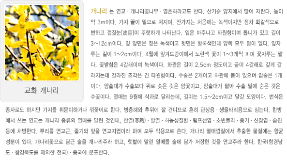 교화 개나리