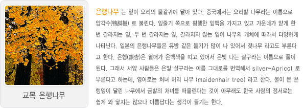 교목 은행나무